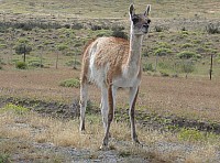 Torres des Paine Tiere 2